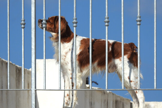 Spaniel breton, Brittany spaniel