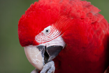 Red macaw close-up headshot at Philadelphia Zoo © Kyle