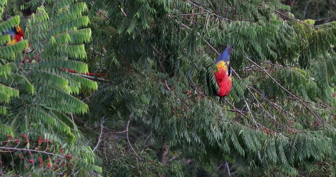 Flock of scarlet macaws feeding on fruits near Red Bank, Belize