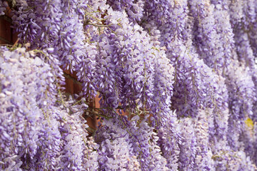 Wisteria flowers, plant growing on UK brick wall