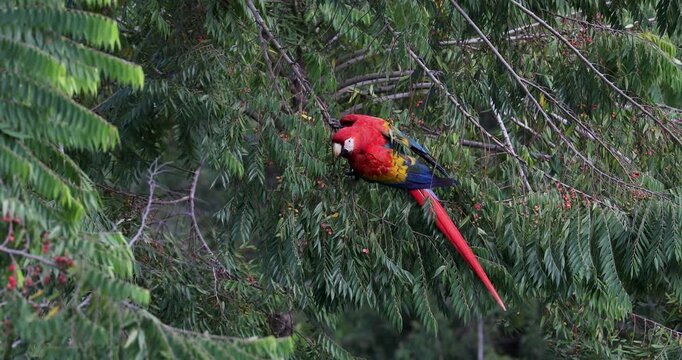 Flock of scarlet macaws feeding on fruits near Red Bank, Belize