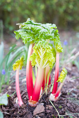 Forced rhurbarb stems growing in a UK garden in spring