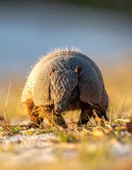 Obraz premium A close-up view of an armadillo on the ground with dry grass and a blurred background