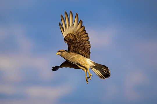 Caracara chimango in flight , La Pampa province, Patagonia , Argentina