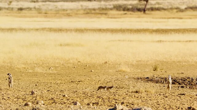 Meerkat or suricate (Suricata suricatta) at Mountain Zebra National Park, Eastern Cape, South Africa.