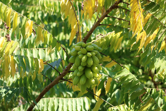 Cluster of Fresh Bilimbi in Lush Green Foliage.