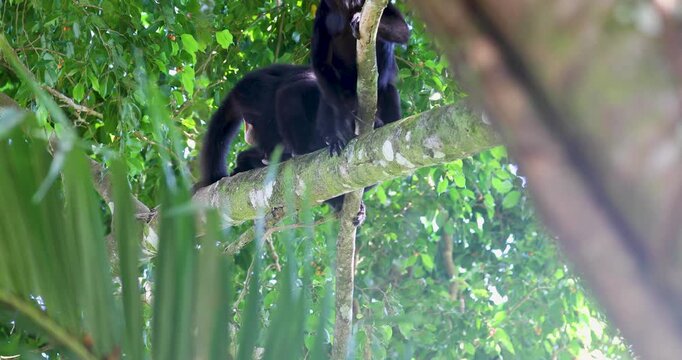 Black Howler Monkey in rainforest of Belize