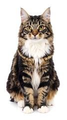 Fototapeta premium A majestic, brown tabby cat with long fur, a white chest, and focused gaze, isolated