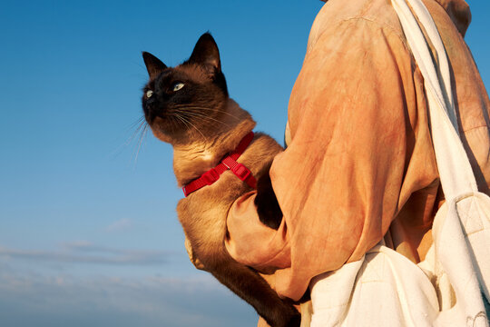 Mekong bobtail cat in harness held by woman against blue sky