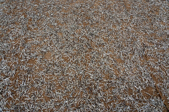 Drying fish on beach, many salted fish