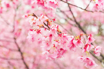 Fototapeta premium 春の雨に濡れた桃色の桜の花41