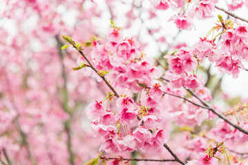 Fototapeta premium 春の雨に濡れた桃色の桜の花43