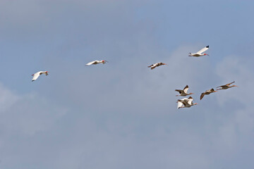 Fototapeta premium Flock of White or American White Ibis, Eudocimus albus, in flight