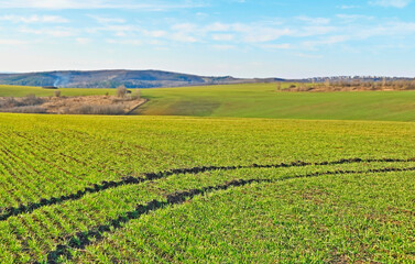 Obraz premium Agricultural field with wheat sprouts in Moldova