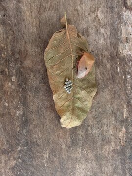 Small Tessaratoma papillosa found in forests and grasslands.