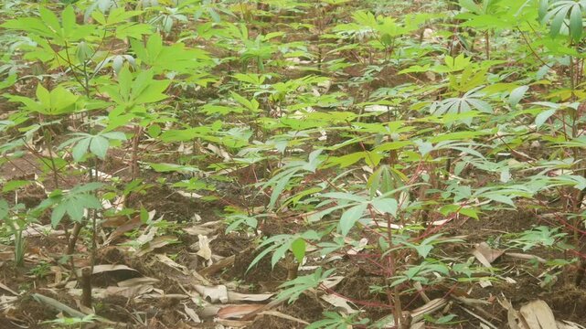 Rows of newly grown cassava seedlings in agricultural fields blown away by strong winds