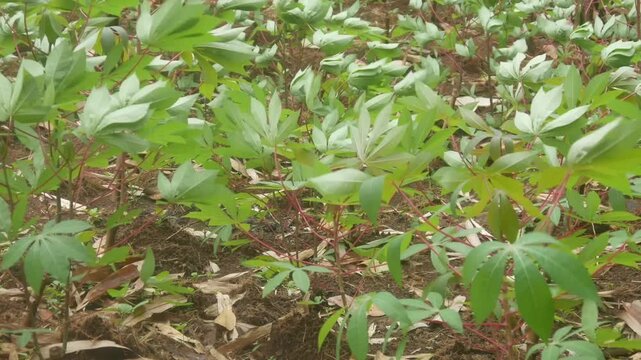 Rows of newly grown cassava seedlings in agricultural fields blown away by strong winds