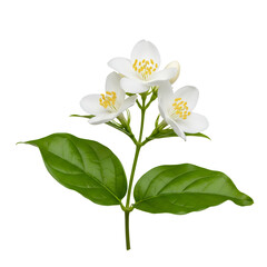 Obraz premium Closeup of beautiful white jasmine flowers with green leaves on a stem.