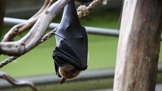 Bat hanging upside down from a branch in a natural habitat, surrounded by wooden structures and greenery, showcasing its unique physical features and resting posture