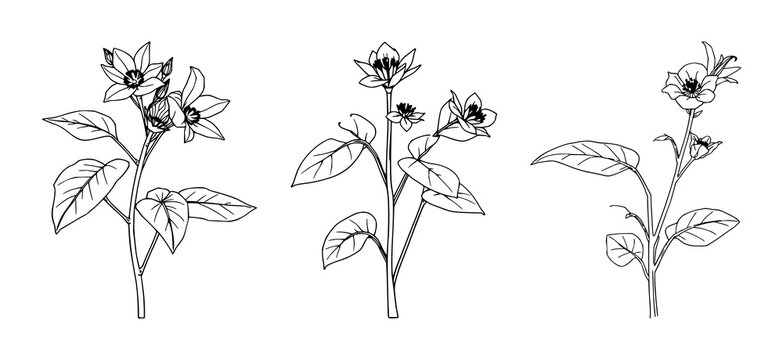 Tobacco plant set with fine line art featuring tobacco, flowers, botanical with elegant thin lines and isolated on white