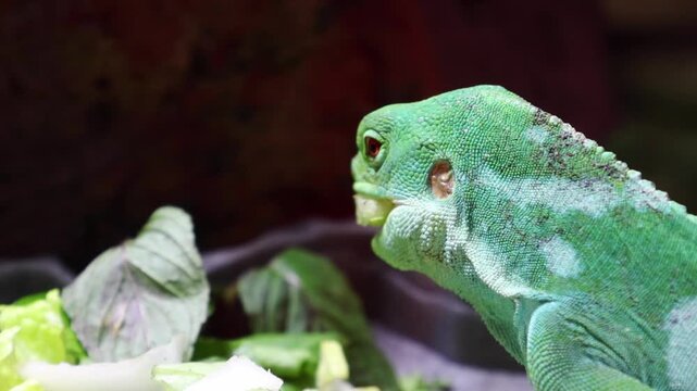 Green lizard eating fresh vegetables, including lettuce and cabbage, in a close-up view, showcasing its vibrant colors and textures in a natural habitat setting