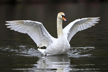 Fototapeta premium A white swan flapping its wings in the water