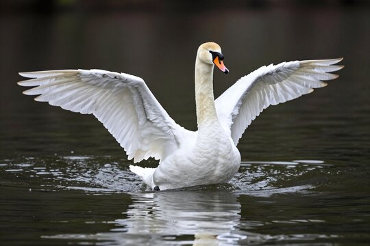 A white swan flapping its wings in the water