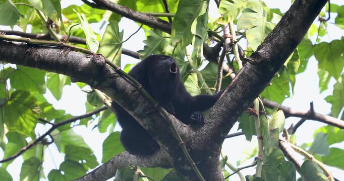 Black Howler Monkey in rainforest of Belize