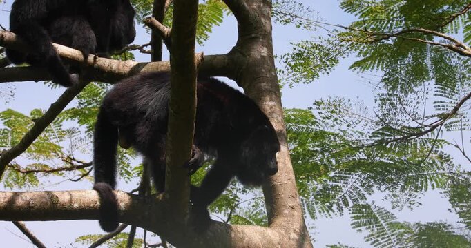 Black Howler Monkey in rainforest of Belize