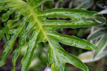 Wet Green Lobed Leaf of a Tropical Plant © AnrizStock