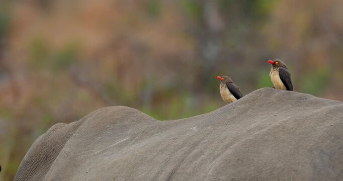 4k 24fps footage of red-billed oxpeckers (Buphagus erythrorynchus) perched on an endangered  white rhinoceros (Ceratotherium simum) in a natural Zululand habitat in KwaZulu Natal, South Africa.