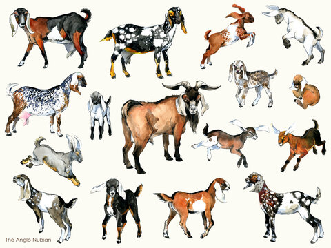 Anglo-Nubian Goats Collection: Watercolor Set of Farm Animals