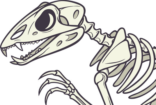 Frog Skeleton Anatomy Scientific Illustration. Amphibian Skeleton Bone Structure Study. Frog Bone Structure Biology Concept. Frog Skeleton Detailed Anatomy Study. Amphibian Anatomy Skeleton Education