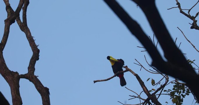 Keel-billed toucan preening on tree branch in Belize