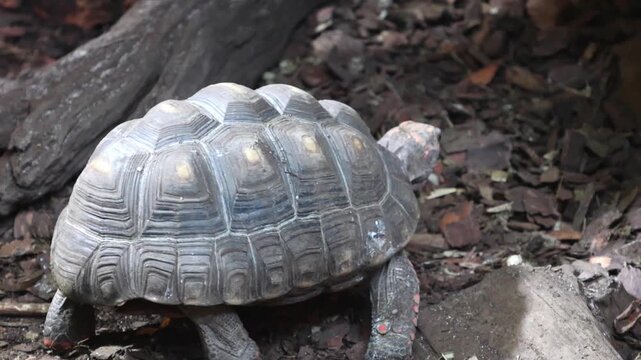 Tortoise moving across a natural habitat with wood and mulch, showcasing its shell and limbs as it navigates through the environment in a gradual progression