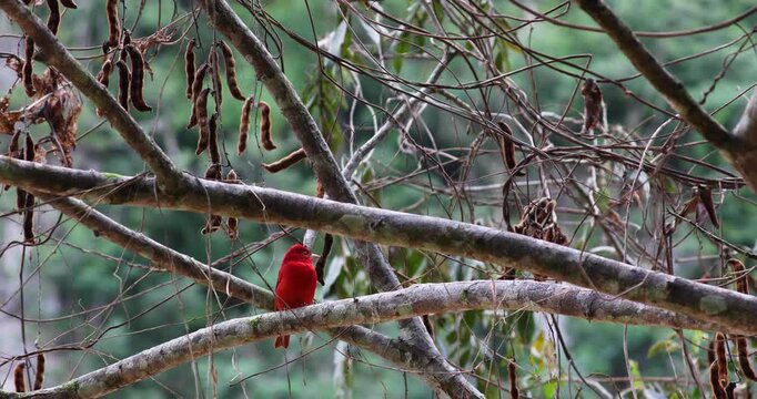 Summer Tanager in the rainforest of Belize
