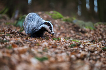European badger (Meles meles) foraging in the autumn forest litter © Rudolf