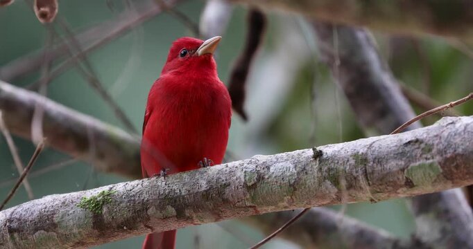 Summer Tanager in the rainforest of Belize