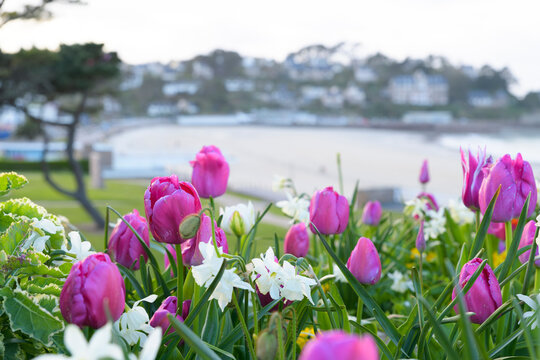 Jolis parterres de tulipes au-dessus de la plage Trestraou &agrave; Perros-Guirec en Bretagne - France