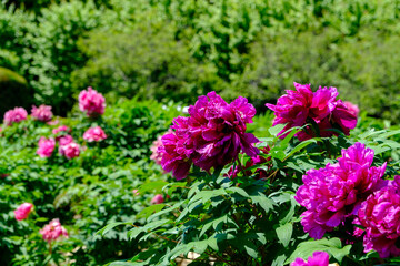 Obraz premium 豪華に咲き誇る紫色のボタンの花畑 牡丹園の春の風景 伝統的な日本の花
