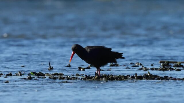 A black oystercatcher forages for food in the intertidal zone on the coast of British Columbia, Canada. (Slow motion)