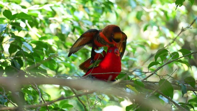 A Dusky lory (Chalcopsitta fuscata) and a Chattering Lory (Lorius garrulus) engage in affectionate and intimate mating behaviour during breeding season, close up shot.