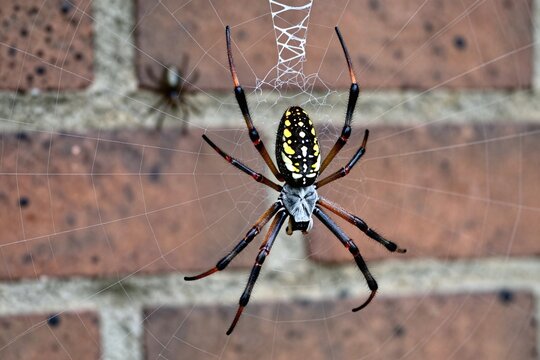 a black and yellow spider sitting on top of a web