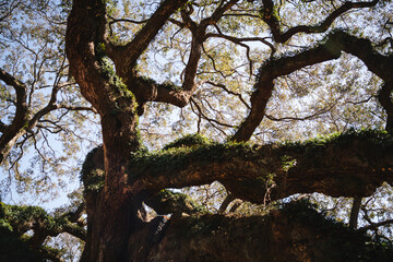 Fototapeta premium Ancient oak tree canopy with moss and sprawling limbs under sunlight