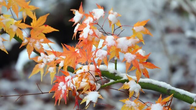 雪景色。紅葉に積もる雪。秋から冬への移ろい。長野。