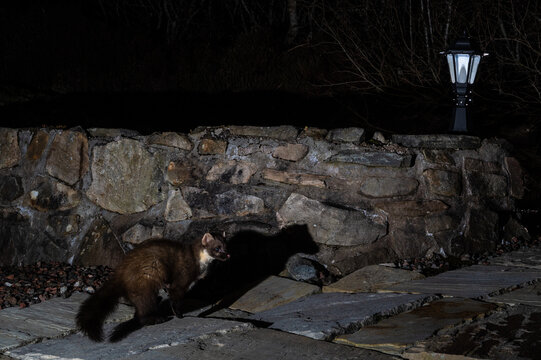 A pine marten is illuminated by a garden lamp as it walks along a stone path at night, likely searching for food.