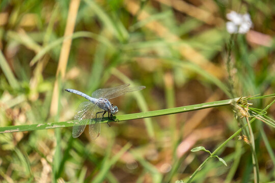 Blue dragonfly perched on a blade of trass at Bulla Regia, outside of Jendouba, Tunisia