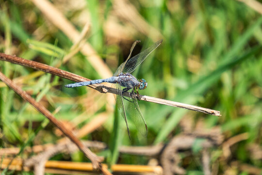 Blue dragonfly perched on a blade of trass at Bulla Regia, outside of Jendouba, Tunisia