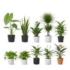 Obraz premium A collection of potted plants on white background