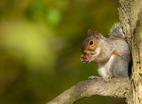 Close up of a grey squirrel (Sciurus carolinensis) on a tree branch, eating a nut